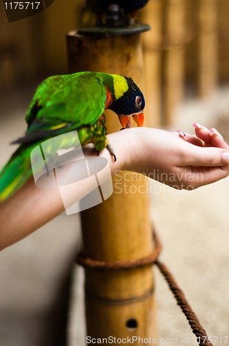 Image of Parrot eating from the hand of a girl