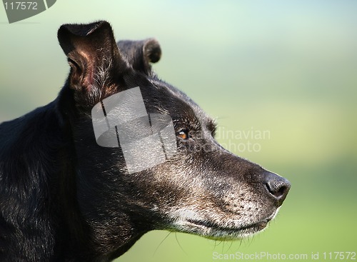 Image of Dog