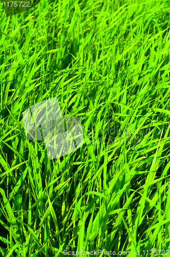 Image of fresh green grass