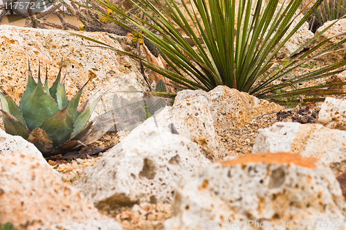 Image of Natural desert vegetation with rocks