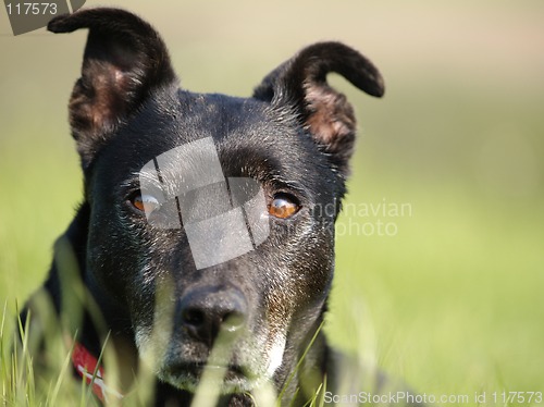 Image of Dog in Grass