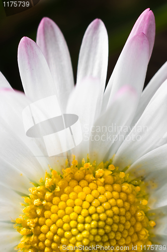 Image of White flower macro shot