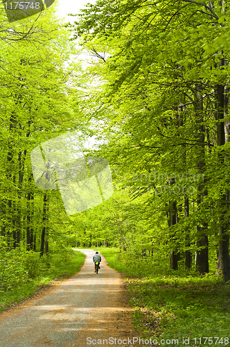 Image of Forest with man on bicycle