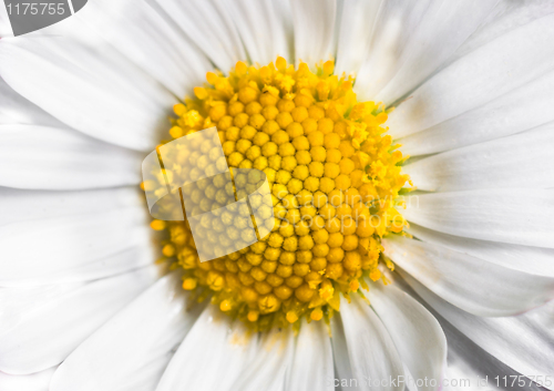 Image of Beautiful white flower petals