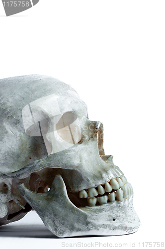 Image of Human skull isolated on white background