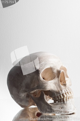 Image of Anatomically correct medical model of the human skull