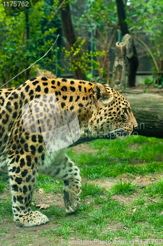 Image of A leopard in forest on a foggy day