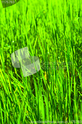 Image of Green grass in warm tones