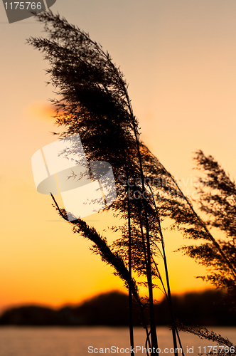 Image of bamboo at dusk with sunset in background