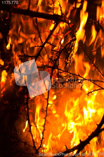 Image of Wildfire burning bushes in forest