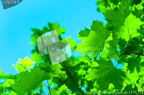 Image of fresh green maple leaves against blue sky