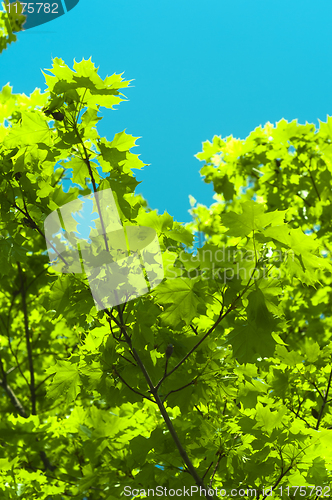 Image of Fresh green leaves against blue background