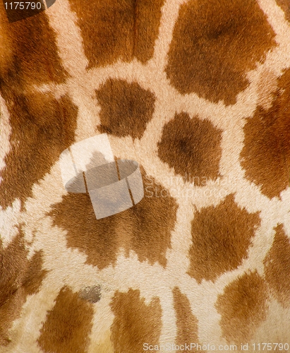 Image of Authentic animal wool texture