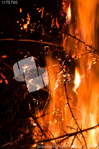 Image of Wildfire burning bushes in forest