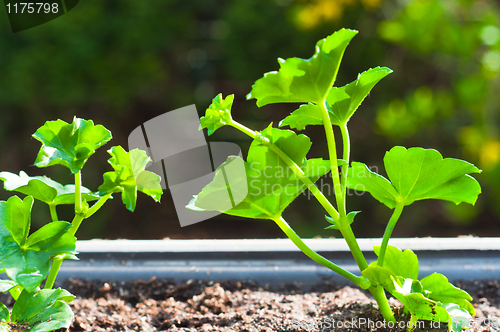 Image of Young green plant in pot