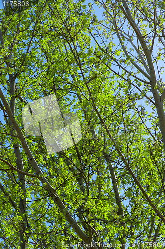 Image of Fresh green leaves against blue sky