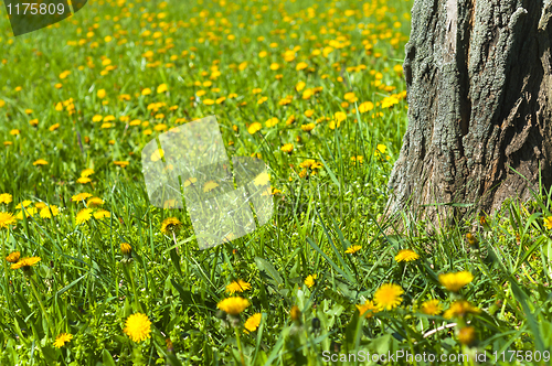 Image of Yellow flowers blooming on meadow