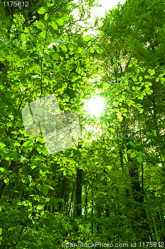 Image of Sun shining trough leaf in forest