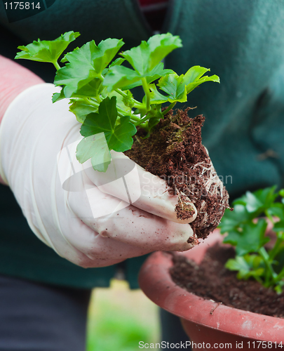 Image of Hand potting young green plant in soil