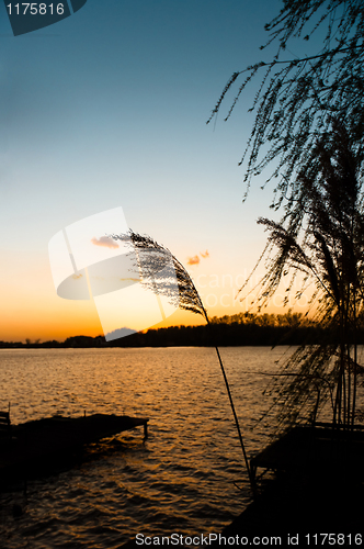 Image of Silhouettes of a pier and a plant on a shore