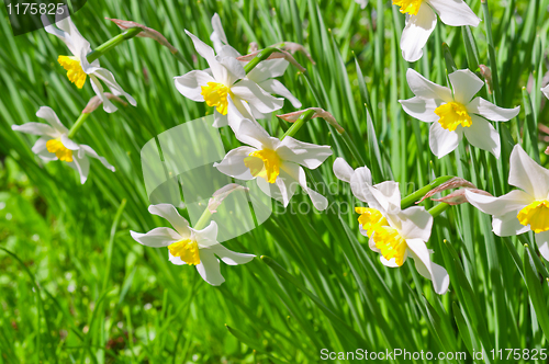 Image of Beautiful white flowers on green background. Narcissus
