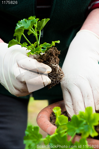 Image of Hand potting young green plant in soil