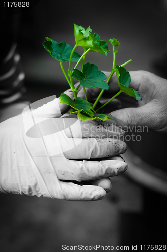 Image of Hang ginving young plant to another hand in selective colors