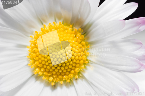 Image of White flower macro shot