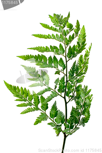 Image of Fern leaf 