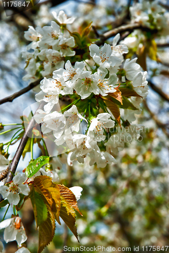 Image of Almond tree with blossoms