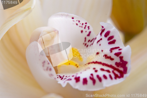 Image of Orchid flower close-up, selective focus 