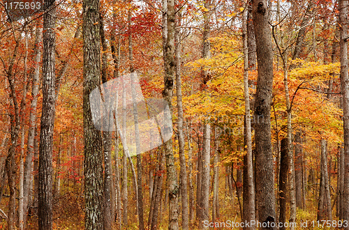 Image of autumn or fall forest