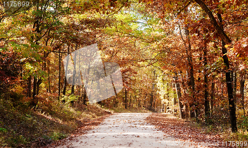 Image of country road through autumn trees