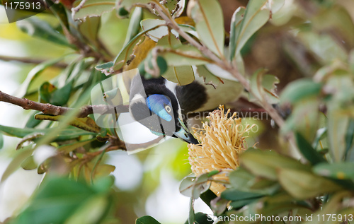 Image of A Blue Faced Honeyeater