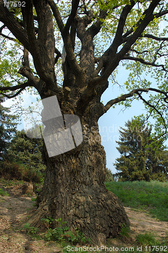 Image of Big old oak-tree