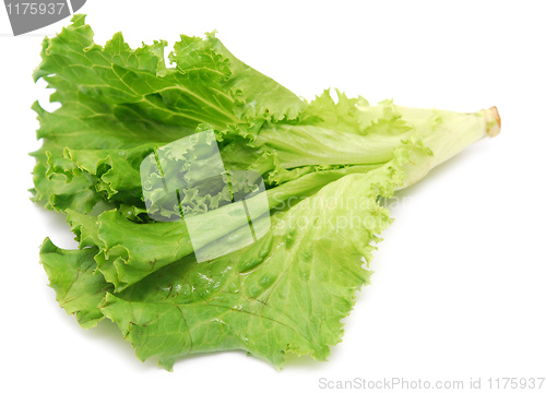 Image of lettuce