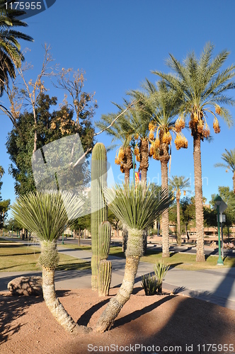 Image of Palm Trees and Cactus