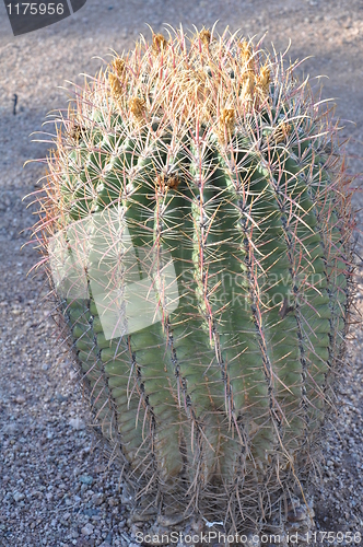 Image of Cactus