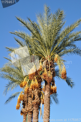 Image of Palm Trees