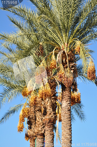 Image of Palm Trees