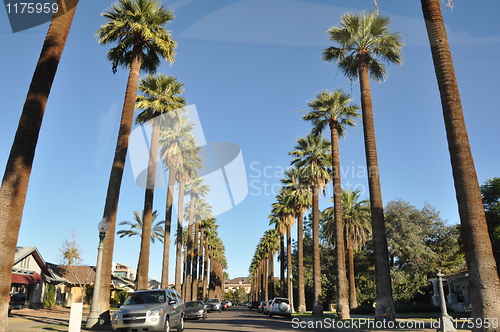 Image of Palm Trees in Phoenix