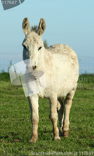 Image of donkey