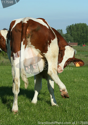 Image of cow