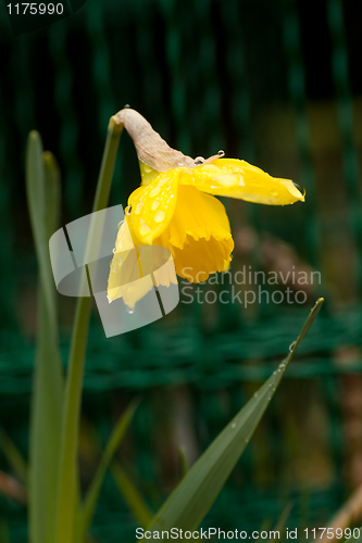 Image of narcissus