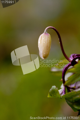 Image of wood anemone