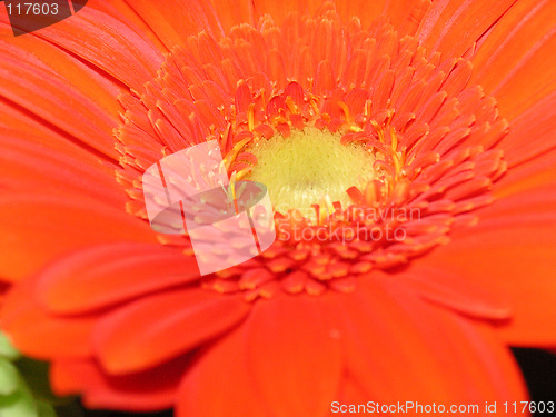 Image of beautiful zinnia in macro