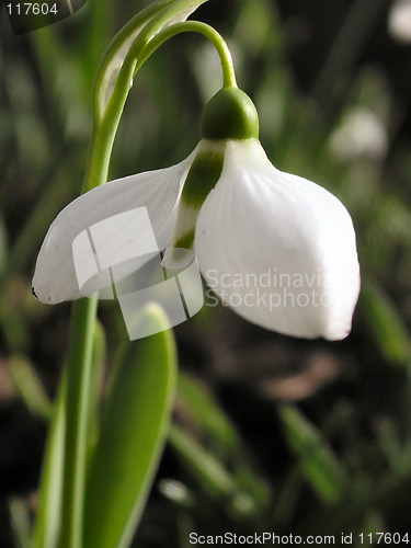 Image of snowdrop in detail