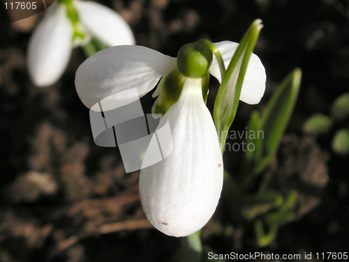 Image of snowdrop from above taken in the spring sunshine