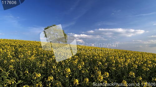 Image of Canola