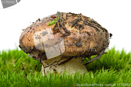 Image of Yellow boletus (Suillus granulatus) growned over the green moss